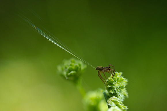 Wolf spider casting web 1