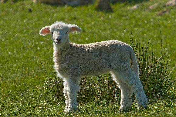 Spring lamb 1