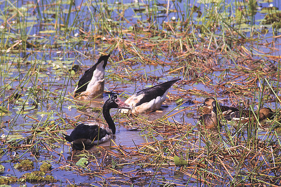 Magpie Goose 5