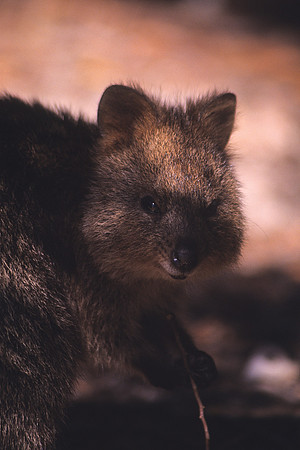 Quokka 7