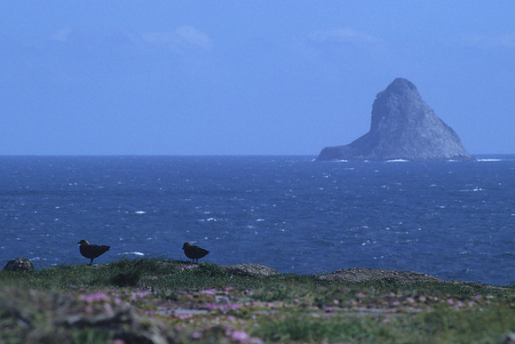 The Pyramid & skuas