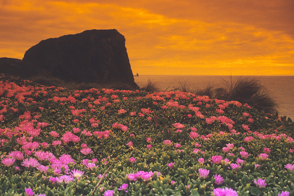 Iceplant field to Little Mangere