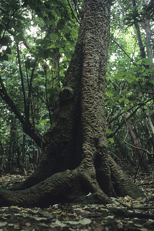 Kopi tree