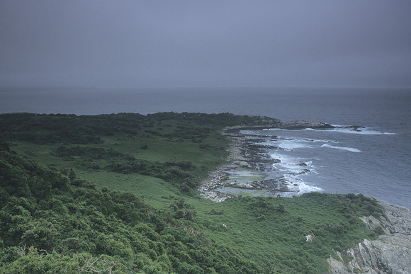 Thinornis (east coast)