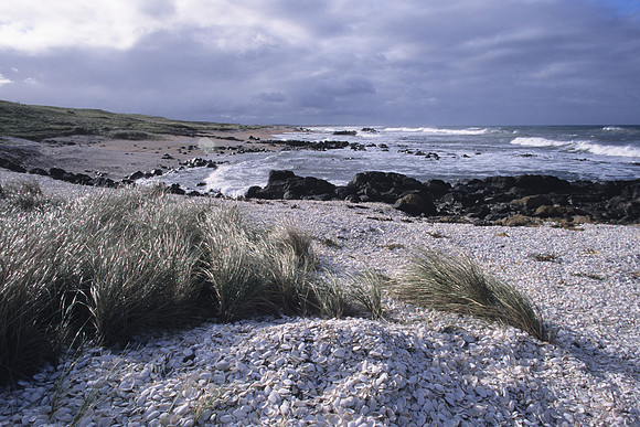 Shells at Hanson Bay