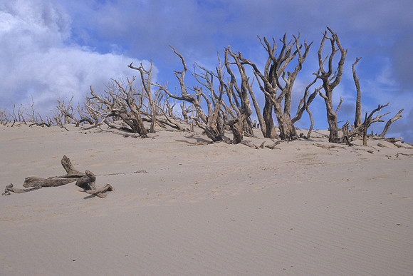 Old forest at Ohira Bay
