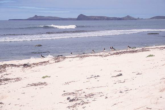 Maunganui Beach 1
