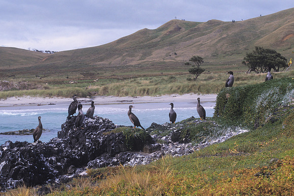 Shags near Mt Chudleigh