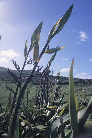 Flax fields at the Clears (1)