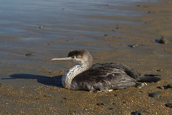 Spotted Shag juvenile 1