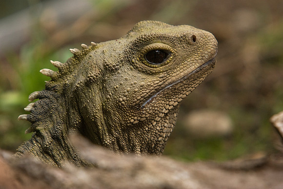Tuatara 7