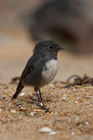 Stewart Island Robin 8