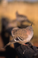 Crested Pigeon 1