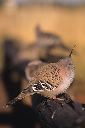 Crested Pigeon 1