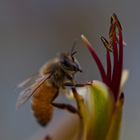 Honey bee collecting pollen 1