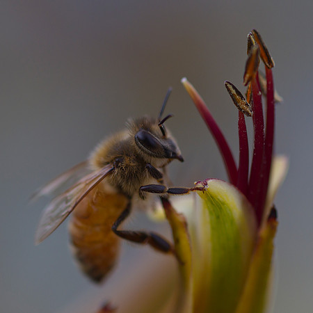 Honey bee collecting pollen 1