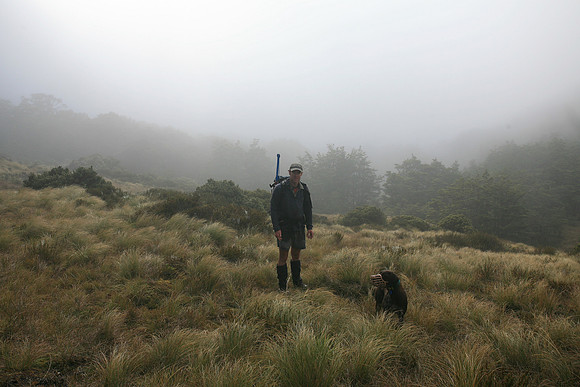 Department of Conservation staff carrying out annual takahe popu