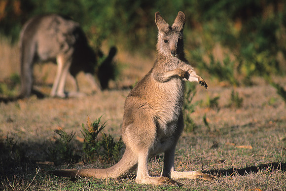 Eastern Grey Kangaroo 8
