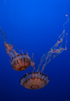 Jellyfish in Monterey Bay Aquarium