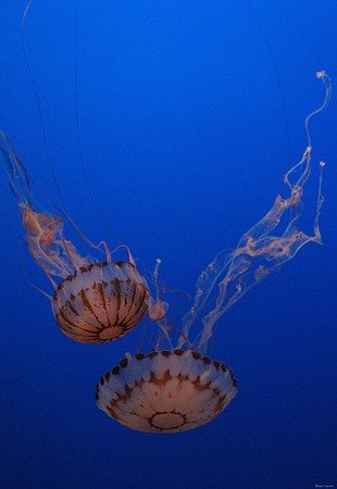 Jellyfish in Monterey Bay Aquarium