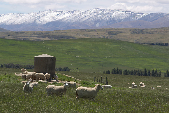 Sheep farming in the Maniototo 1
