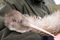 Kiwi - Tokoeka 1