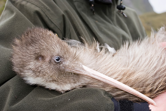 Kiwi - Tokoeka 1