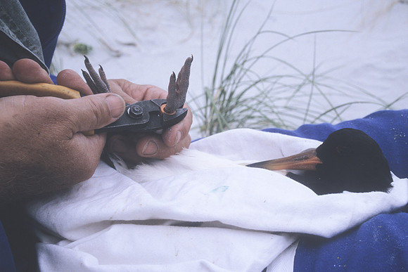 CI Oystercatcher banding 2