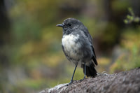 Stewart Island Robin 5