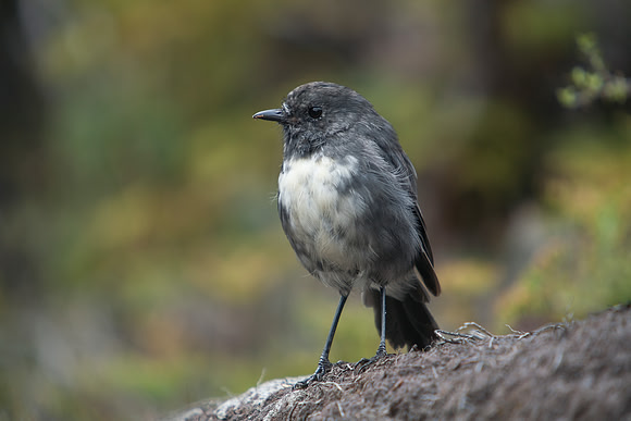 Stewart Island Robin 5