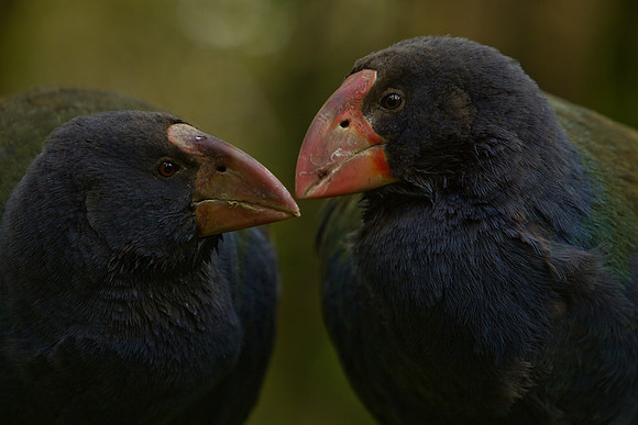 Takahe 42