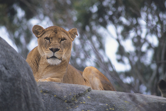 African lioness 2