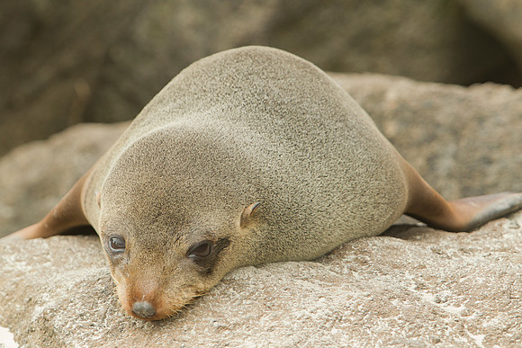 Fur seal mum 1