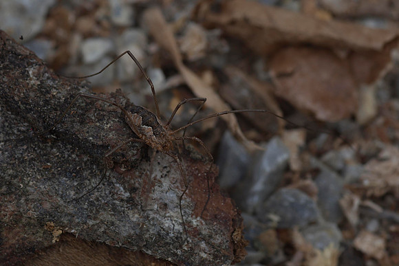 Harvestman 1
