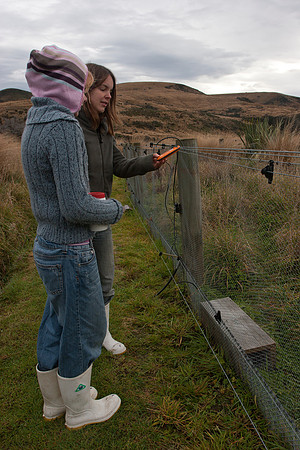 Sophie being shown fence