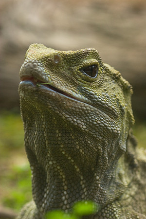 Tuatara 5