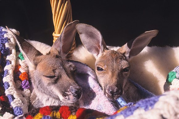 Joeys in a basket