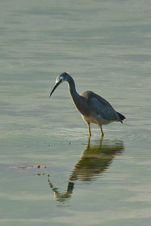 White-faced heron 1