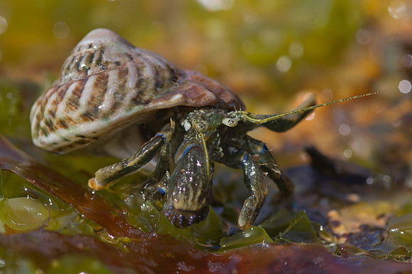 Hermit crab 3