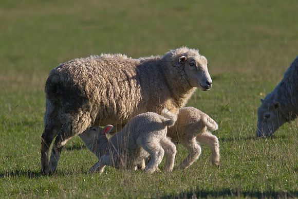 Lambs feeding 1
