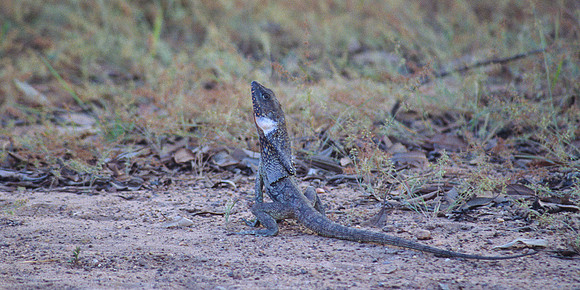 Frill-necked lizard 1