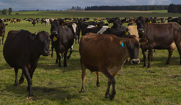 Dairy cows on the Southland Plains 2