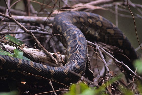 Carpet Python 1