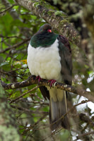 New Zealand Pigeon 1