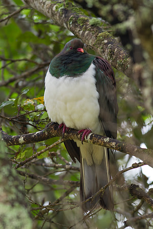 New Zealand Pigeon 1
