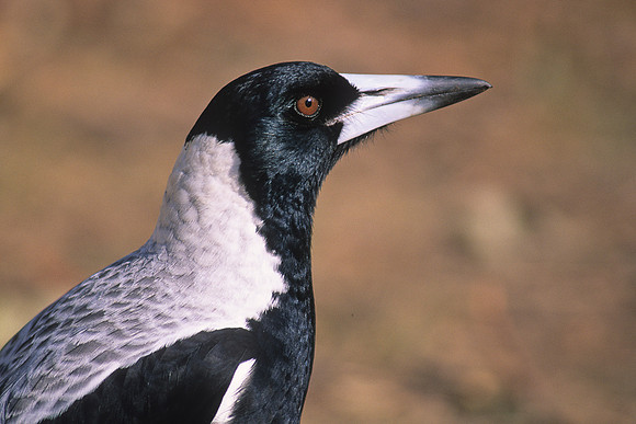 Magpie 1