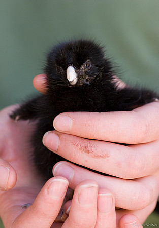 Takahe chick in hand