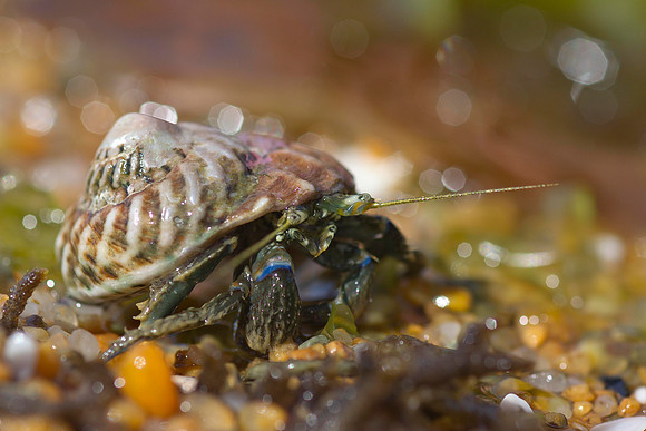 Hermit crab 17