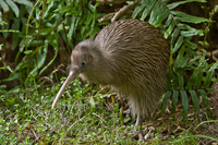 Kiwi - Tokoeka 2
