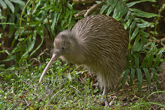 Kiwi - Tokoeka 2
